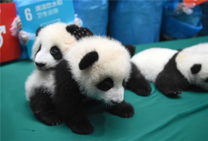 Giant Panda Breeding, Chengdu Research Base, Chengdu, Sichuan, China