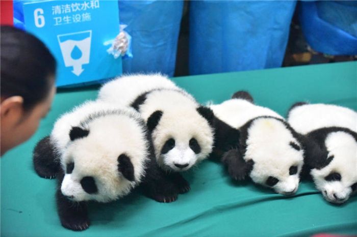 Giant Panda Breeding, Chengdu Research Base, Chengdu, Sichuan, China