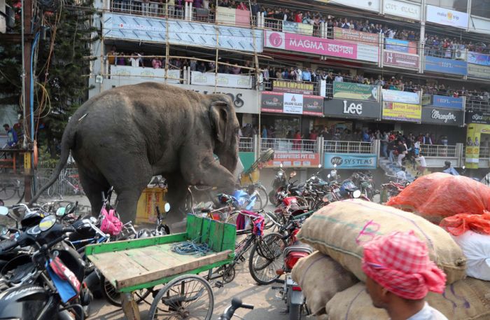 Wild elephant, Siliguri, West Bengal, India