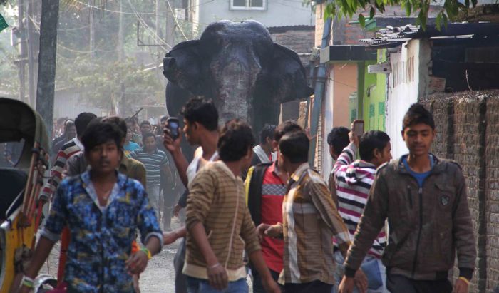 Wild elephant, Siliguri, West Bengal, India