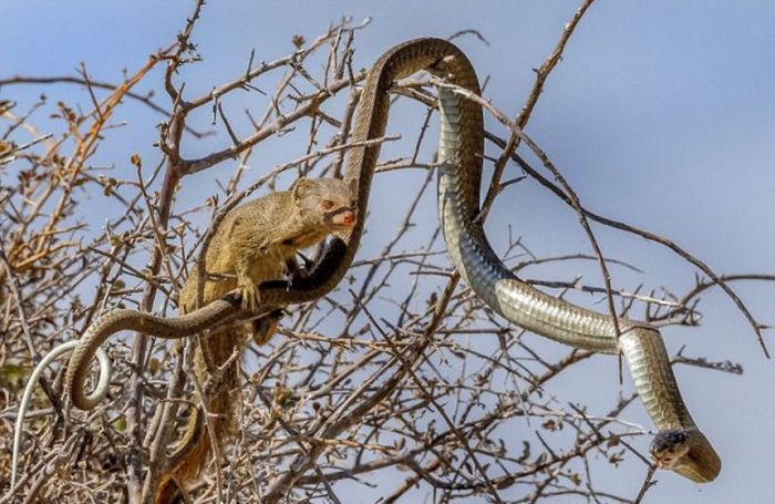 mongoose eating a snake