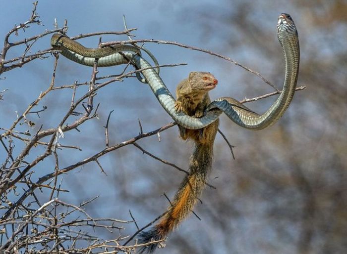 mongoose eating a snake