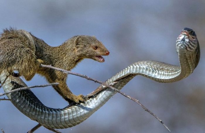 mongoose eating a snake