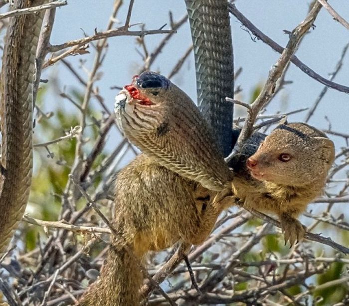 mongoose eating a snake