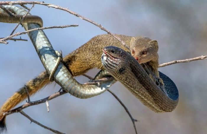 mongoose eating a snake
