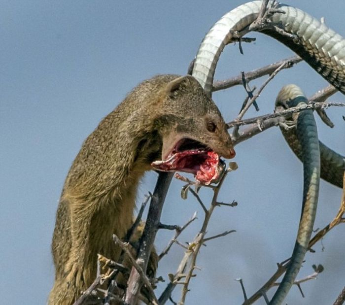 mongoose eating a snake