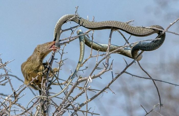 mongoose eating a snake