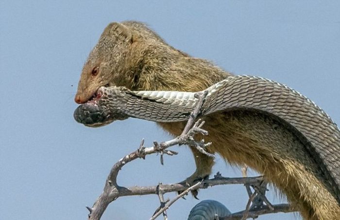 mongoose eating a snake