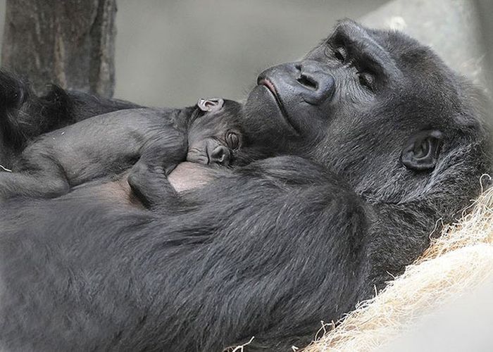animal family