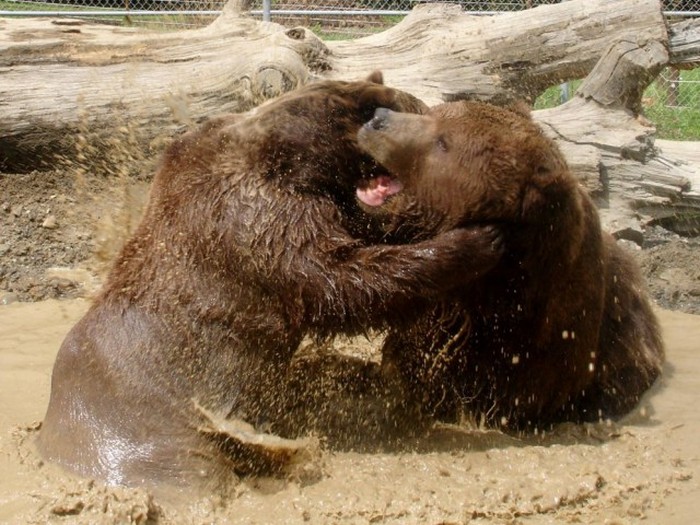 man living with orphaned bears