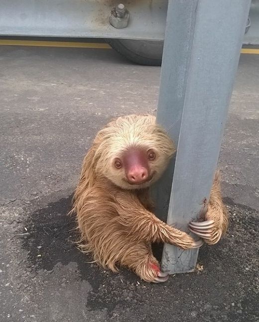 sloth rescued on the highway