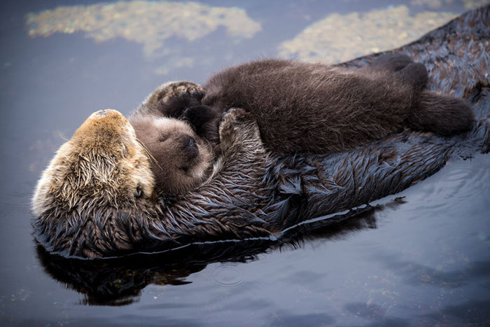 baby otter falls asleep on mom