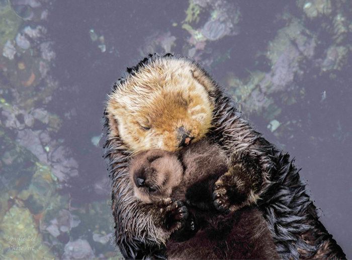 baby otter falls asleep on mom