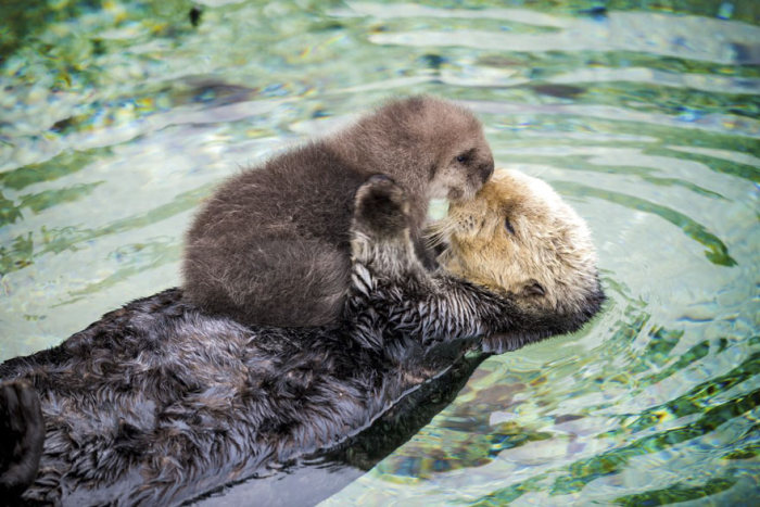 baby otter falls asleep on mom