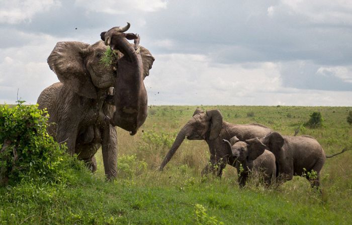 angry elephant attacks a buffalo