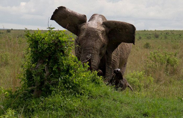 angry elephant attacks a buffalo