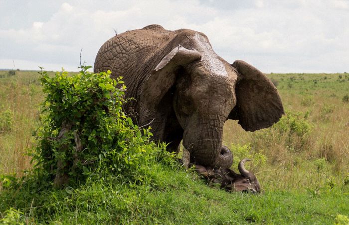 angry elephant attacks a buffalo