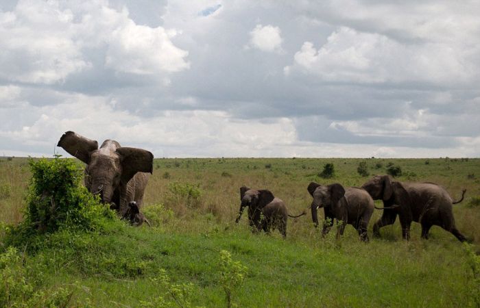 angry elephant attacks a buffalo