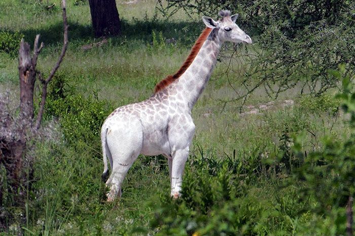 white albino giraffe