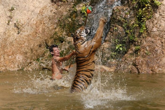 Tigers temple, Bangkok, Kanchanaburi, Thailand