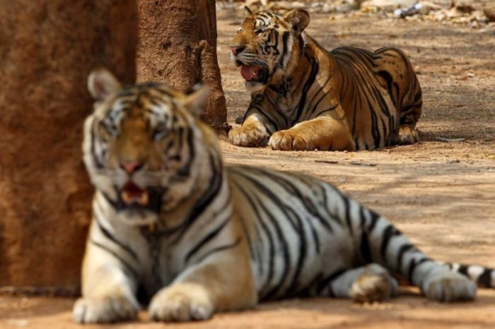 Tigers temple, Bangkok, Kanchanaburi, Thailand