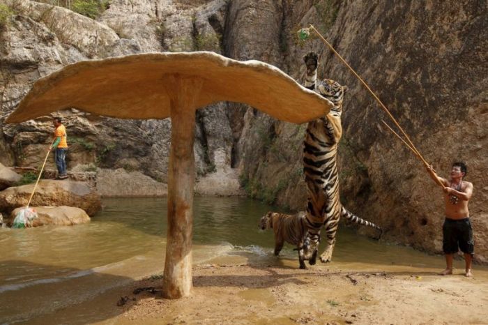 Tigers temple, Bangkok, Kanchanaburi, Thailand