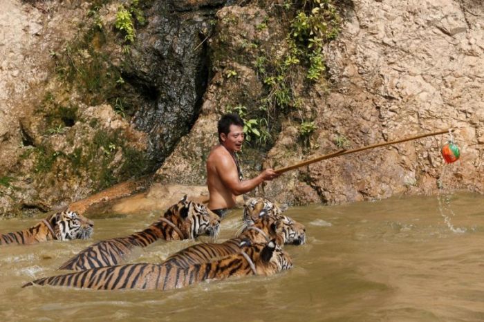 Tigers temple, Bangkok, Kanchanaburi, Thailand