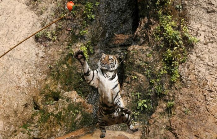 Tigers temple, Bangkok, Kanchanaburi, Thailand