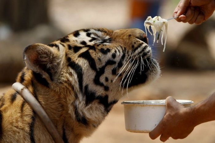 Tigers temple, Bangkok, Kanchanaburi, Thailand