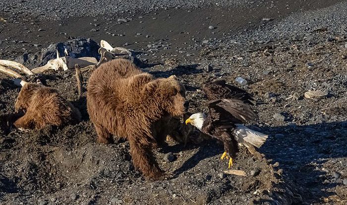 bear against an eagle
