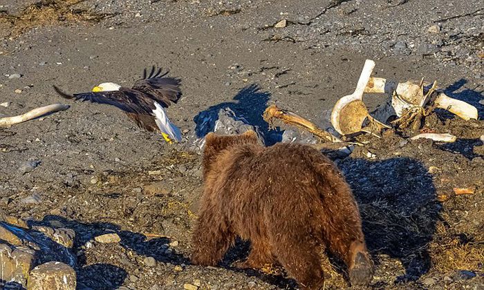 bear against an eagle