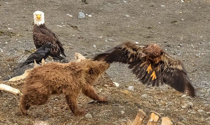 bear against an eagle