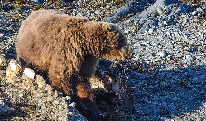 bear against an eagle