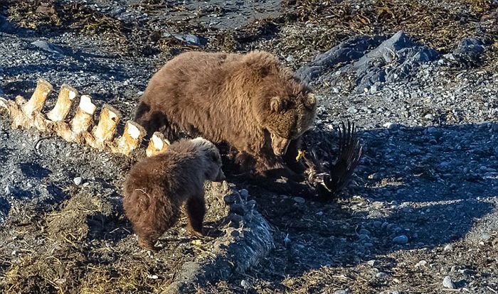 bear against an eagle