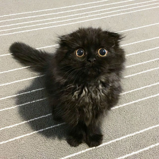 scared little black kitten