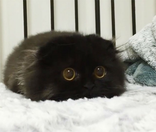 scared little black kitten