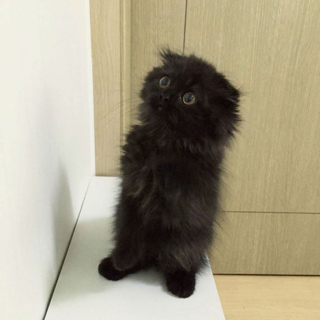 scared little black kitten