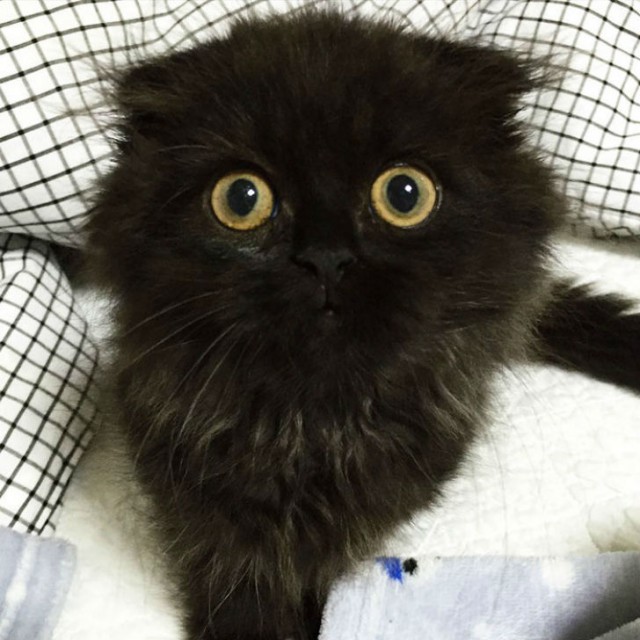 scared little black kitten
