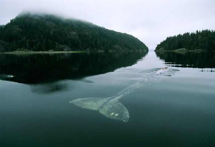 whale cetaceans