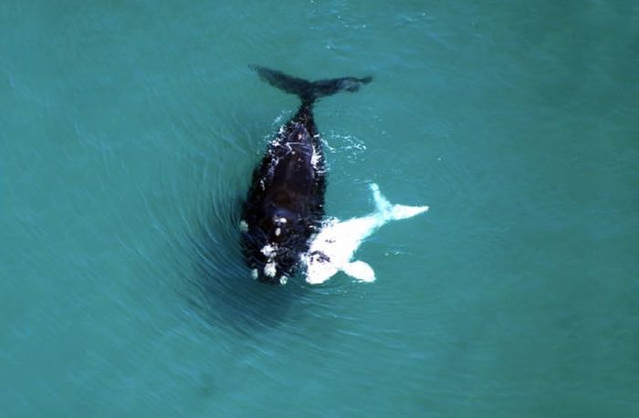 whale cetaceans