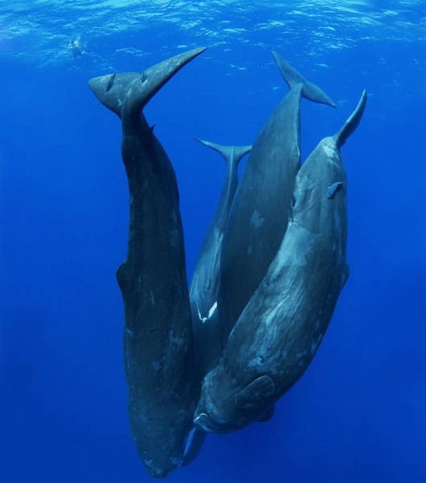 whale cetaceans