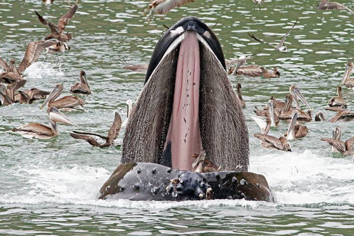 whale cetaceans