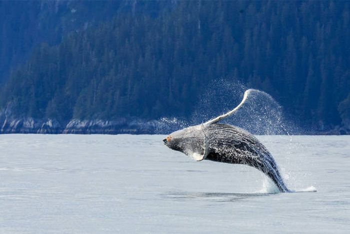 whale cetaceans