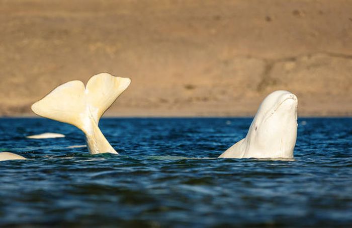 whale cetaceans