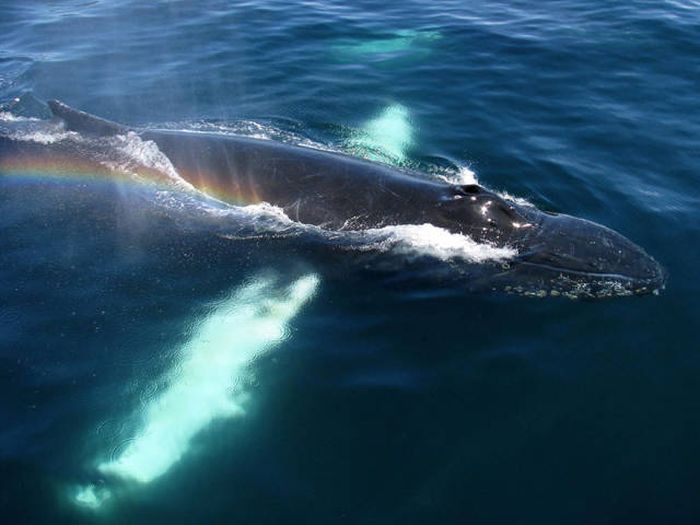whale cetaceans