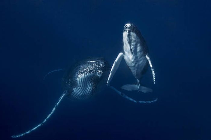 whale cetaceans