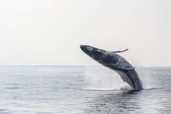 whale cetaceans