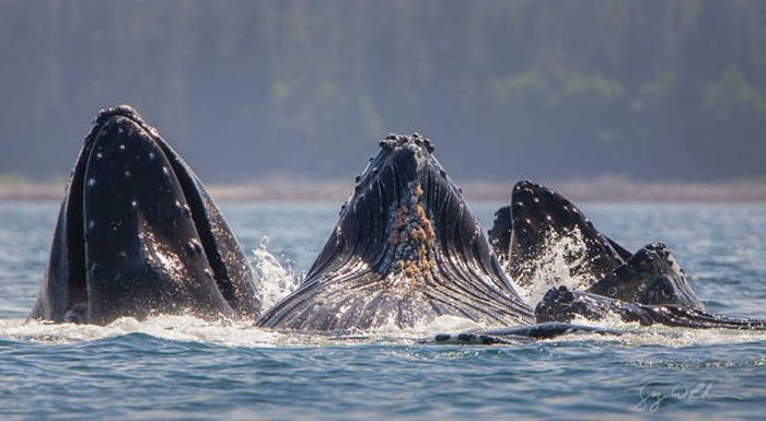 whale cetaceans