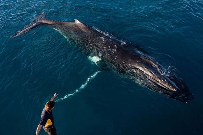 whale cetaceans