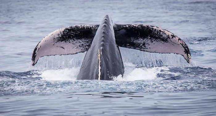 whale cetaceans